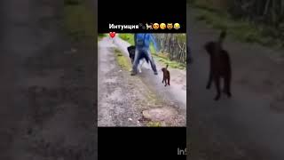 Интуиция🐾🐈😍😘😻😂❤️