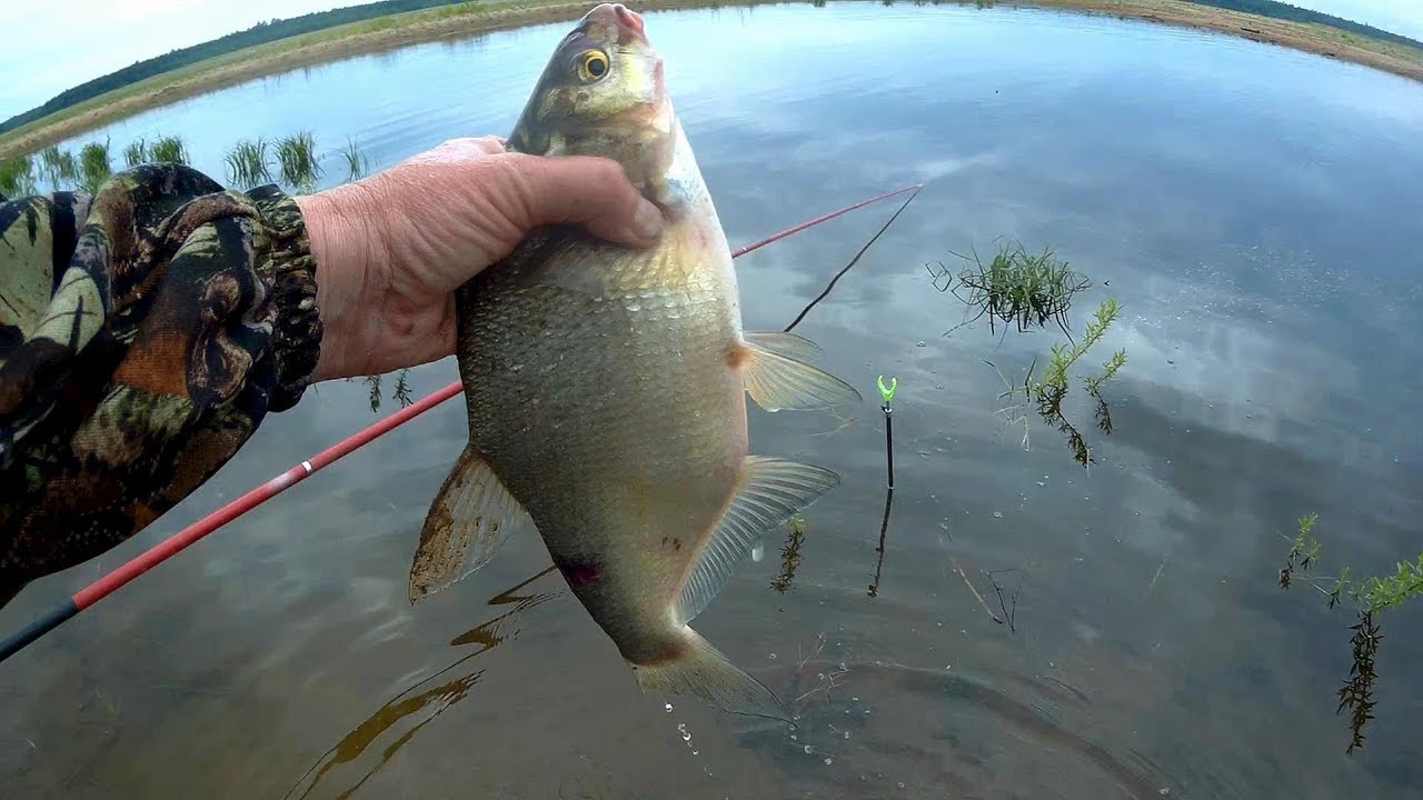 ловим подлещика зимой. подлещик рыба. клев леща. фото на льду подлещики и налима. клев леща.
