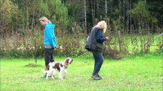 Red Joys Fifi Forgetmenot, Mh