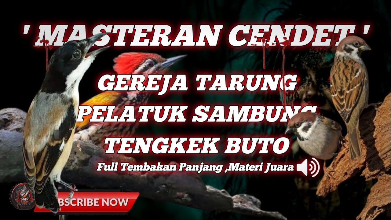 🔴 MASTERAN CENDET GEREJA TARUNG ,PELATUK SAMBUNG TENGKEK BUTO