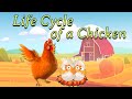 life cycle of a chicken