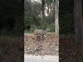 Sambar deer 🦌 ♥️ #sambardeer #shorts #wildlife #wildanimals #deer #jimcorbettwildlifeandnatureview
