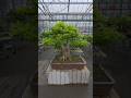 Have a great weekend🌳#bonsai #garden #fy #fyp #diy
