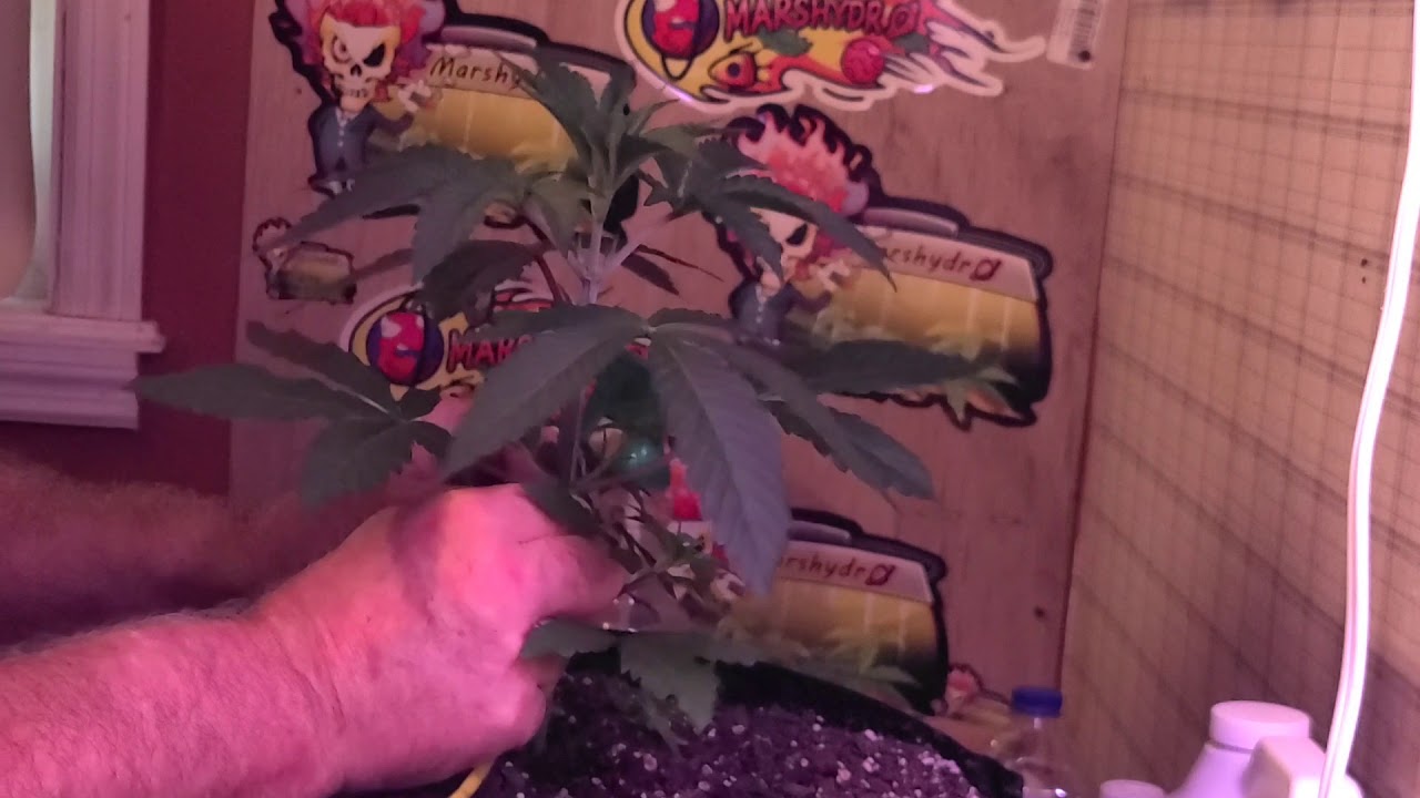 LST LOW STRESS TRAINING ON 21 DAY OLD PLANTS