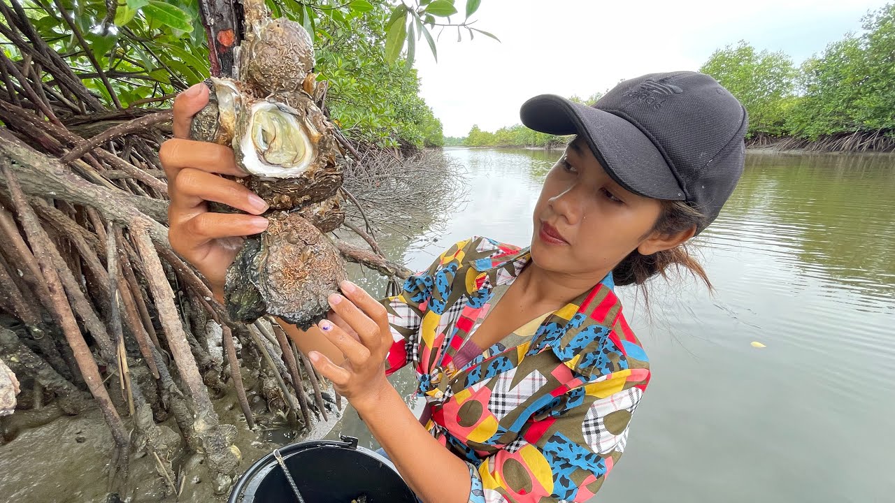 Brave Woman Collect Oyster and Eating Fresh Oysters at Mangrove Tree