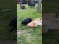 @michaela.freeman: Which one do you think ate our seed potatoes? 😂 #dog #dogvideos