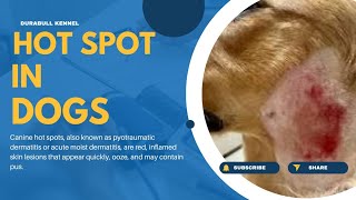 Hot spot in dogs । wet eczema on dogs face and back। कुत्तों मे हॉट स्पॉट की परेशानी। by Durabull kennel 60 views 12 days ago 3 minutes, 14 seconds