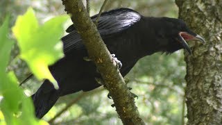 Common raven bird sounds: Call loud like crying