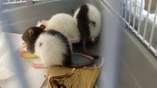 Pets rats eating apple slices