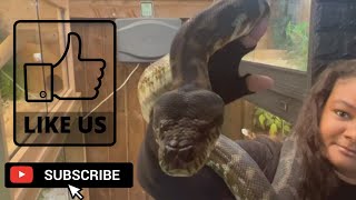 Famous HOW TO SEX AN IRIAN JAYA CARPET PYTHON Wealth