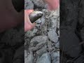 1747 Рыба Плавится в Рыбной Яме   рыбалка  тайга  fishing  hunting  хариус  выживалово