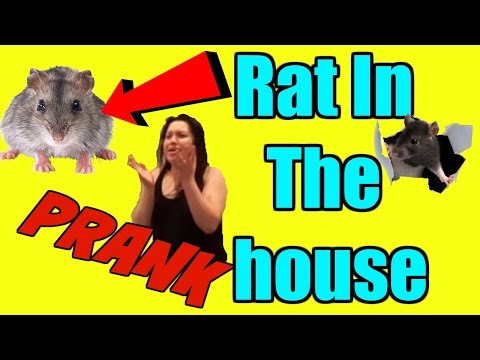 Mouse Prank On Mayra