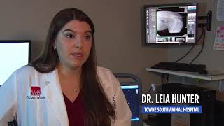 When Should I Take My Pet to an Emergency Vet