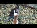 kangaroo vs cat