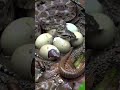 Snake सांप #snake #viral #viralshorts #shortvideo #short #trending