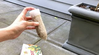 Fertilizing Potted Lime Tree with a Fertilizer Spike