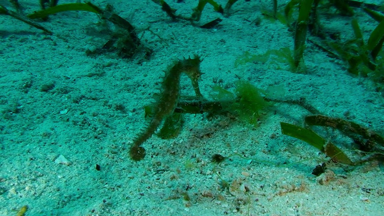 Hn Gs Philippinen Meer Karibik Fische Seepferdchen 2a Speed50 Meer Seepferdche Youtube