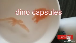 dino capsules timelapse
