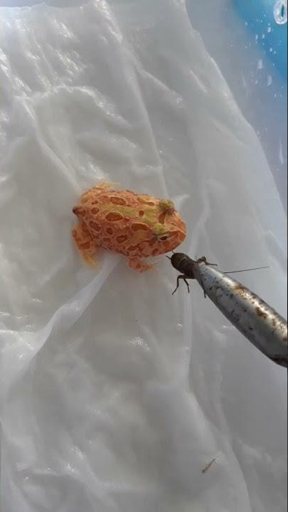 kasi makan pacman dengan jangkrik, kalau besar bisa makan tikus