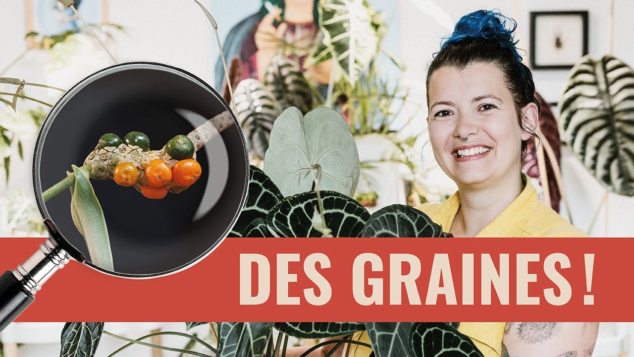 👩‍🌾 Comment Polliniser un Anthurium, récolter ses graines et les semer 🌱