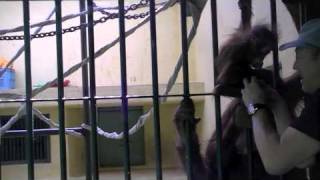 食欲旺盛オランウータン