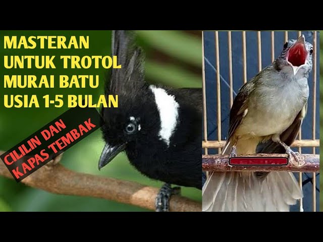 suara Masteran |  CILILIN HITAM DAN KAPAS TEMBAK COCOK UNTUK Murai batu Trotolan usia 1-5 Bulan class=