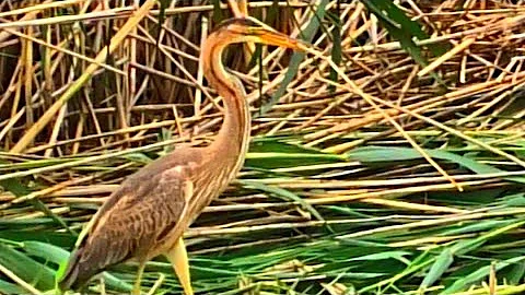 Рыжие цапли строят гнездо взамен разрушенного || Purple herons restore nest