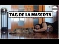 TAG DE LA MASCOTA GATO GATITO