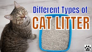 DIFFERENT TYPES OF CAT LITTER l V49