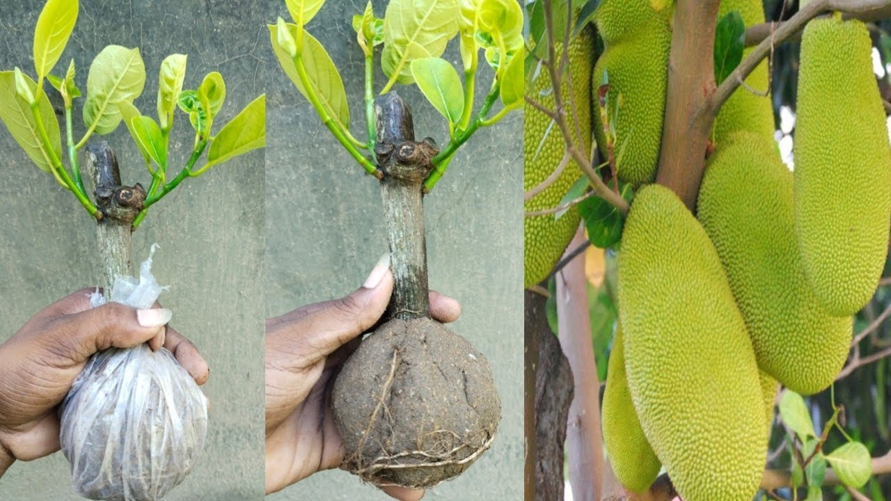 Secret Method Of Growing Jackfruit From Cutting That You Should Know | Jackfruit Tree 
