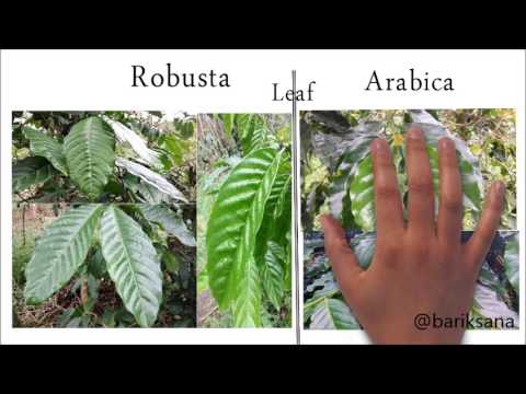 Video: Si Ta Dallojmë Arabica Nga Robusta?