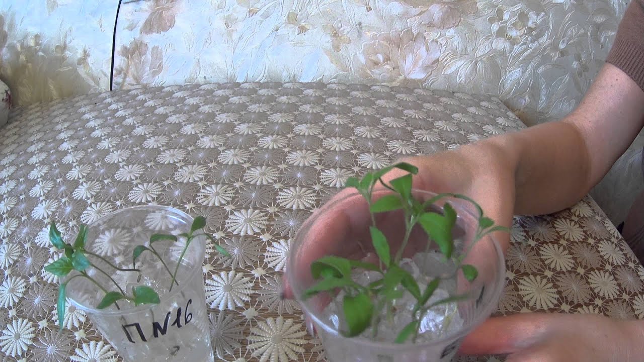 РАССАДА ПЕРЦА И БАКЛАЖАНА В ГИДРОГЕЛЕ!ОТЛИЧНЫЙ РЕЗУЛЬТАТ!!!