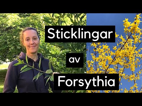 Video: Varför Vägrar Forsythia Att Blomma?