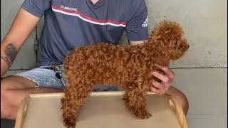 Tìm chủ mới cho 3 em cái poodle lông xoăn | liên hệ 0961111511 Quốc Toàn