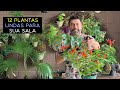 12 Plantas Lindas Para Sua Sala