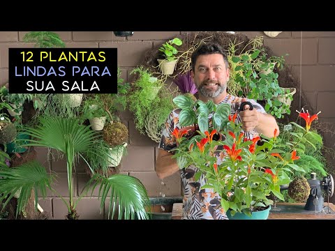 Vídeo: Quais Plantas Devem Ser Mantidas Na Sala