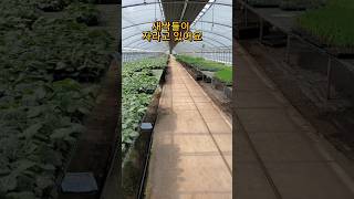 #육묘장 #텃밭 #모종 #농사 #farming #vegetable #farm #박서진 #지나야 #미스터트롯2 #현역가왕 #한일톱텐쇼