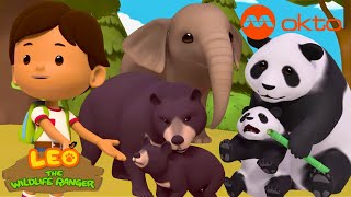 PANDA, bear... These ANIMALS are so BIG yet so ADORABLE! | Leo Compilation | @mediacorpokto