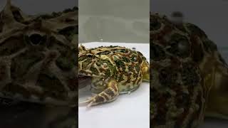 The Giant Pacman Frog Was Starved For 10 Days And The Unlucky Goby   African Bullfrog Part-1