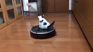 黒いお盆に乗ったおやつに見える子猫がかわいい