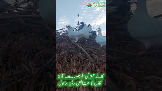 Pure Rural Environment Of The Village | The Sound of Pigeons