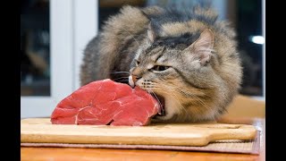 🐈 Мясной грабитель! 🐕 Смешное видео с кошками и котятами для хорошего настроения! 🐱