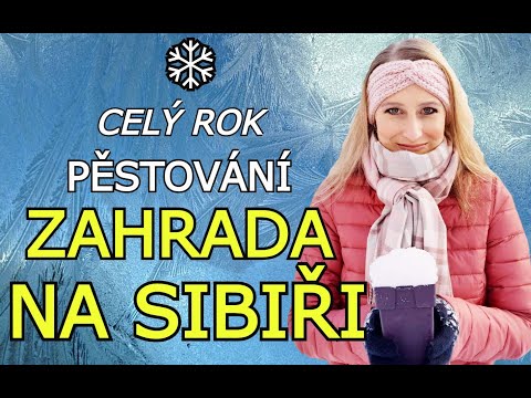 Video: Nejlepší odrůdy okurek pro Sibiř. Semena okurky pro Sibiř