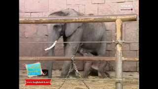 صباحكم بغدادي - ولادة فيل اسيوي يعتبر الأول من نوعه