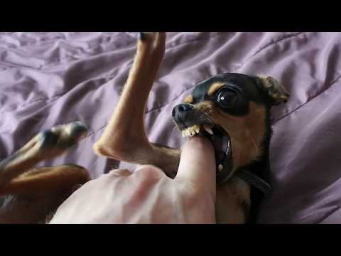 Video: Hvordan Man Fortæller En Toy Terrier Hvalp