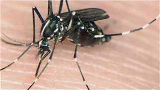 Mosquito Information : Different Types of Mosquitoes