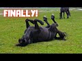 Finally!! Mares &amp; fillies in the pasture for the first time! | Friesian Horses