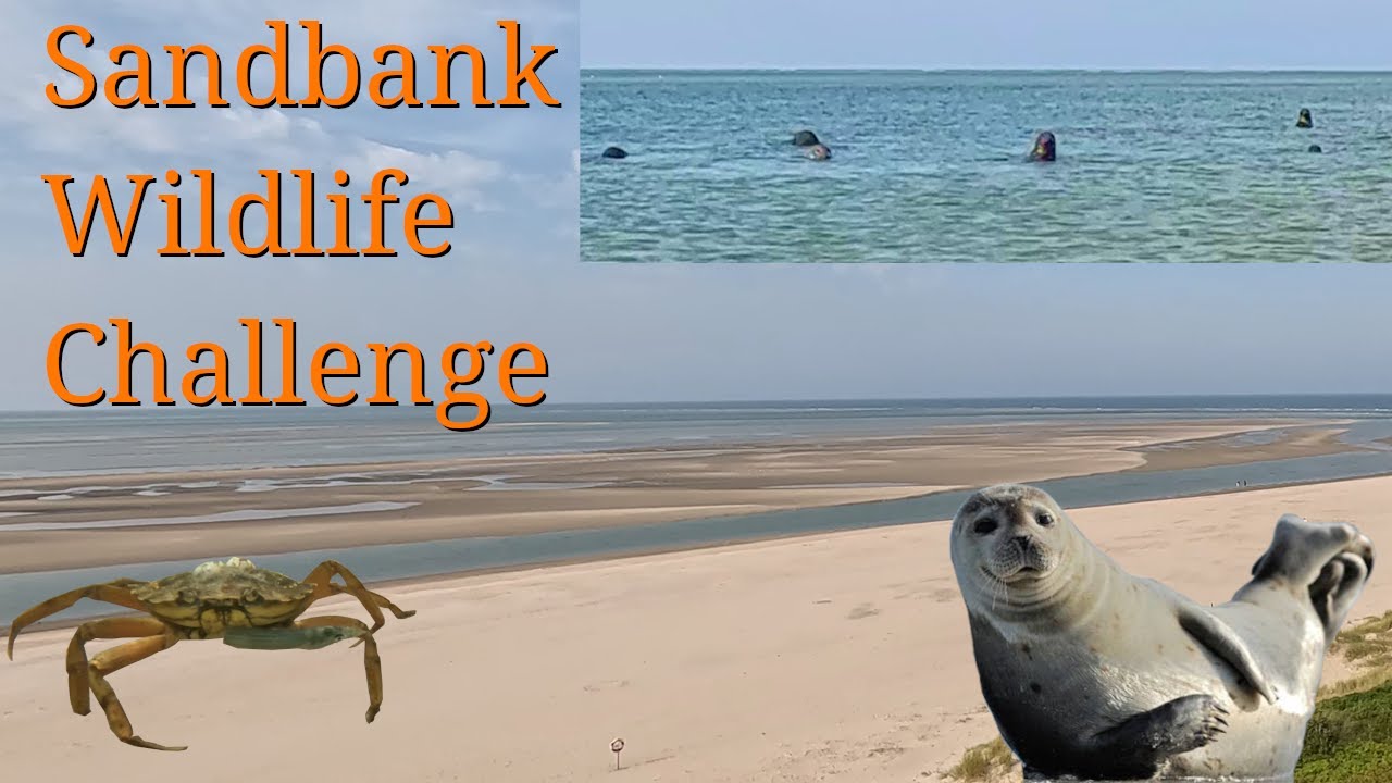 Ebbe Sandbank Erforschung - Blavand Dänemark