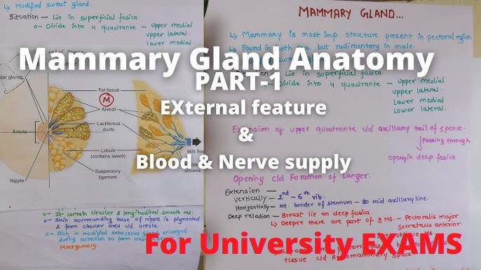 Anatomy of Female Breast (Mammary glands), English, Female Reproductive  Organs