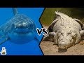 GREAT WHITE SHARK VS SALTWATER CROCODILE - Who will win this battle?